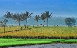 rice paddy field 