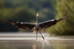 Garça Real (Ardea cinerea) 