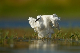 Garça-branca-pequena (Egretta garzetta) 