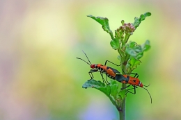 Mating 