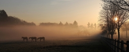 Réveil des Chevaux 