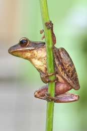 Pole Dancer 