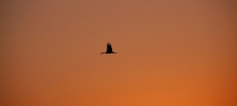 stork flight at sunset 