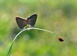 mating and peeper 