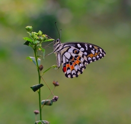 Butterfly Pose 