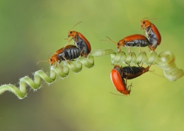 mating together 