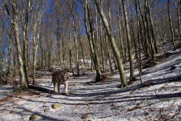 en el bosque 