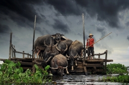 Water Buffalo 