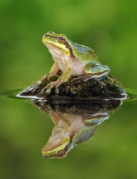 Rela-meridional (Hyla meridionalis) 