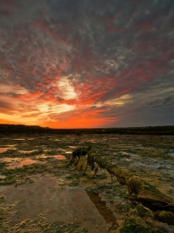 Ria Formosa #1 