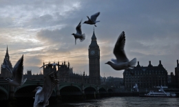 thames river seagulls 