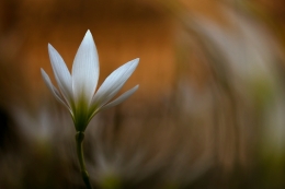 White Flower 