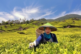 Tea Picker 