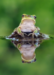 Hyla arborea 