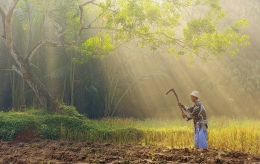 A Farmer on Work 