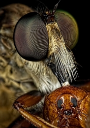 Orange Meal 