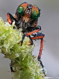 Wet Robberfly 