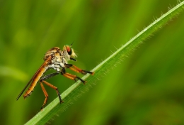 Robberfly 