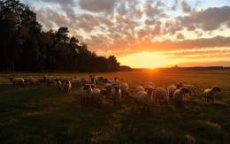 Playing the shepherds 