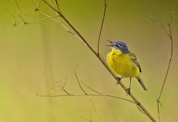 Alvéola-amarela (Motacilla flava)  