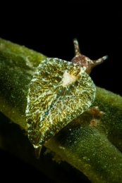 Solar powered sea slug 