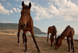 About a horsy who liked my camera. 