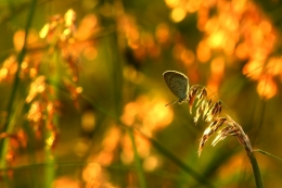 litle butterfly in the afternoon 