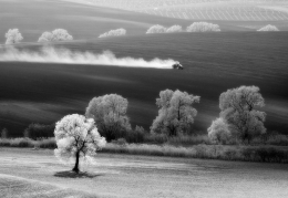 The tree