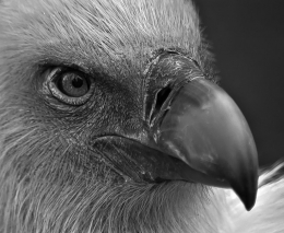 The vulture