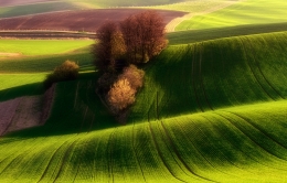 Green fields 