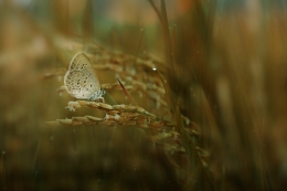 litle butterfly, dew and paddy 