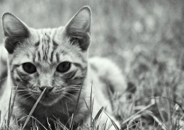 in the grass 