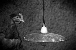 Chicken in Tri-X 