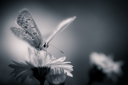 Polyommatus icarus 