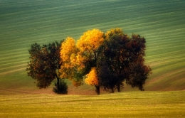 autumn trees 