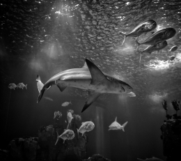 Aquarium (Oceanario de Lisboa) 