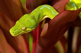 Emerald Tree Boa 