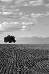 Alentejo 