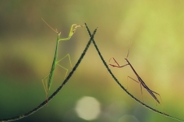 Mantises Mate 