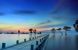 Pier Between Mangroves 