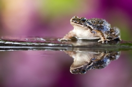 Rã-de-focinho-pontiagudo (Discoglossus galgan 