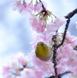 messenger of spring 