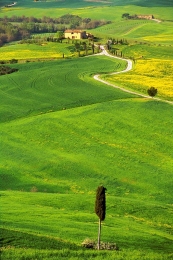 Cipresso Solitario (Lonely Cypress) 