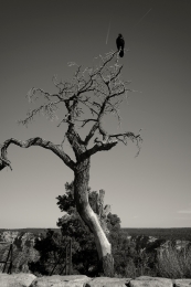 Tree and bird 