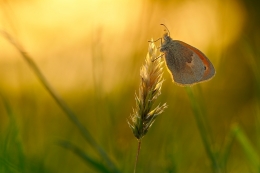 Backlight at sunset 