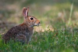 Sylvilagus floridanus 