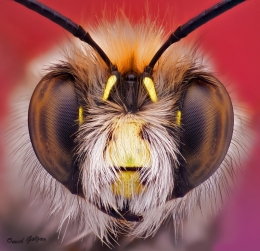 Shaggy Bee 