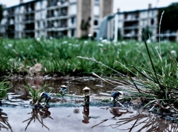 Urban Paddy Field 