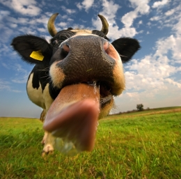 Muuuu 