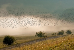 The Flock 